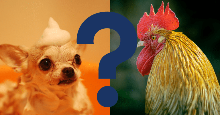 Can Dogs Eat Chicken Liver