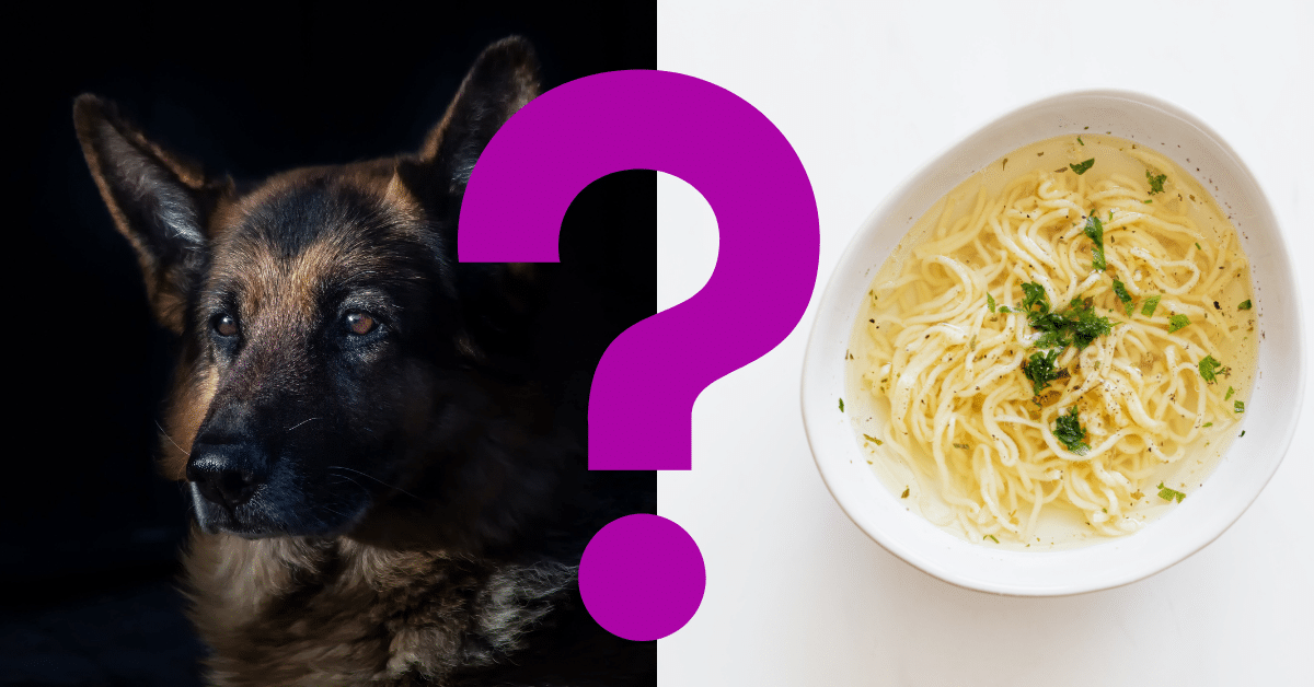 Can Dogs Eat Chicken Noodle Soup
