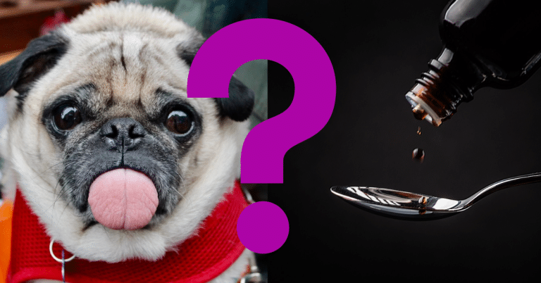 Can Dogs Eat Syrup