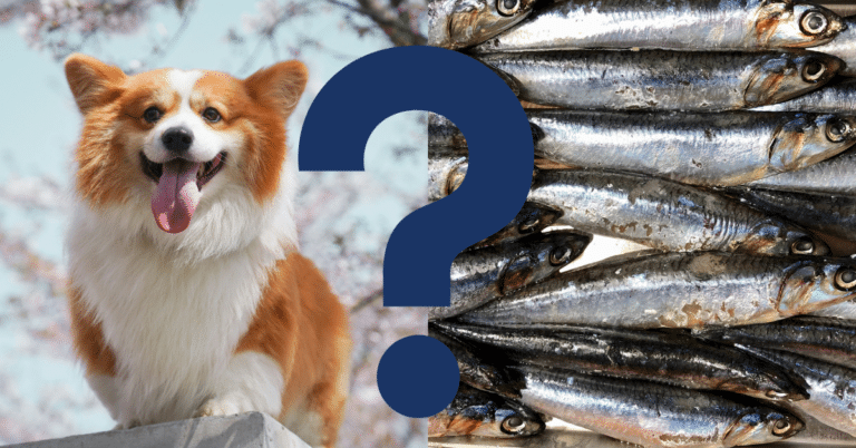 Can Dogs Eat Anchovies