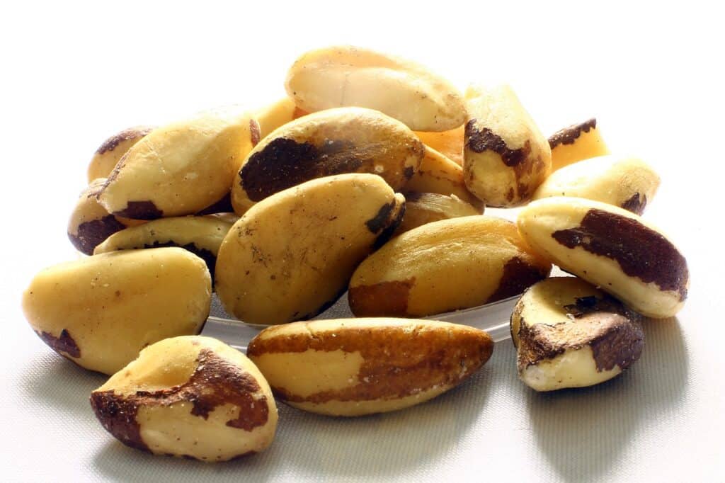 Can Dogs Eat Brazil Nuts 1