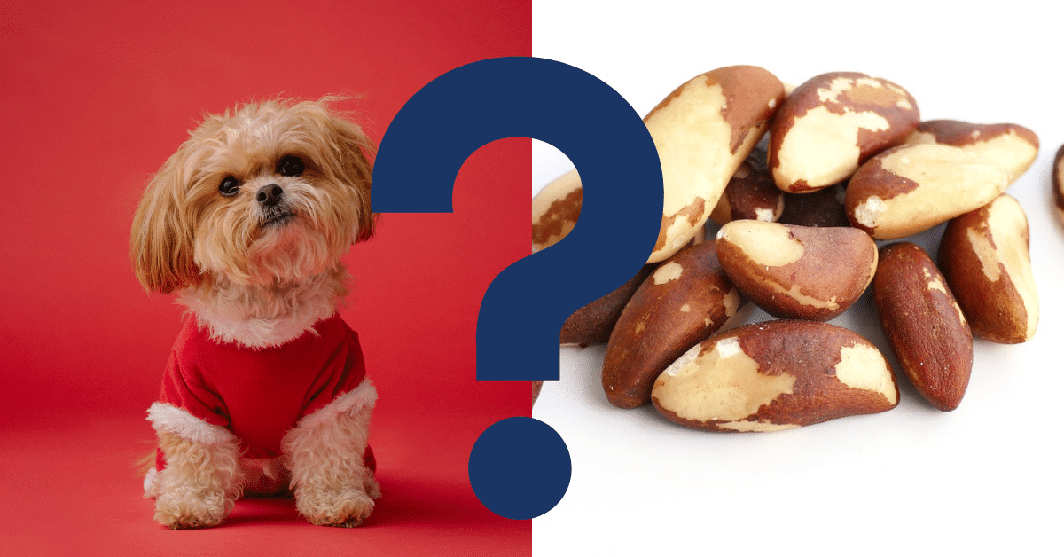 Can Dogs Eat Brazil Nuts