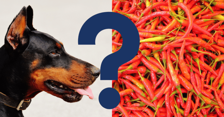 Can Dogs Eat Chilli