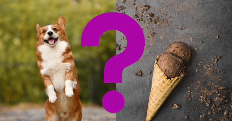 Can Dogs Eat Chocolate Ice Cream