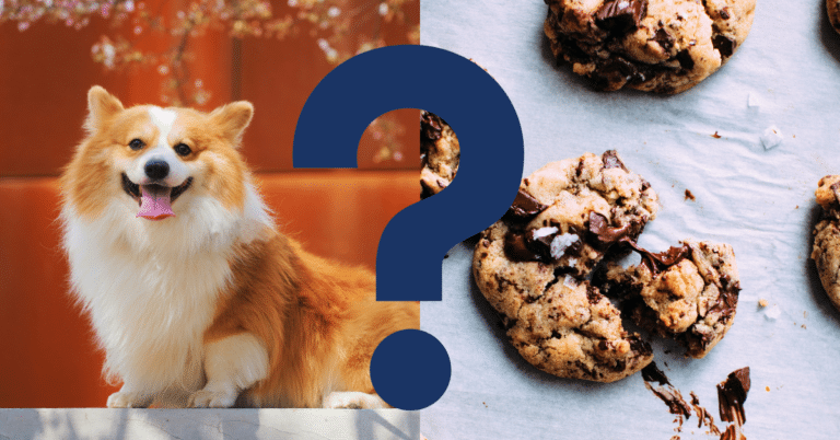 Can Dogs Eat Cookies