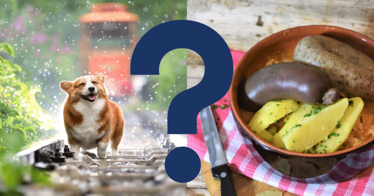 Can Dogs Eat sauerkraut