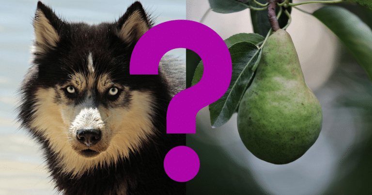Can Dogs eat Asian pears