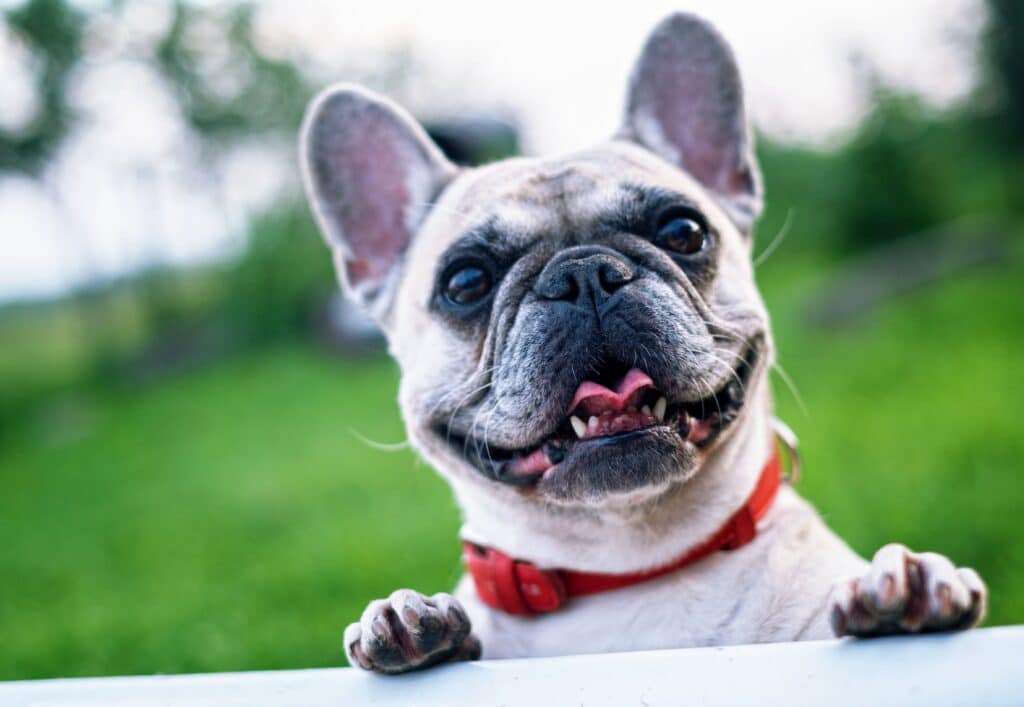 Can Dogs Eat Canned Salmon 2