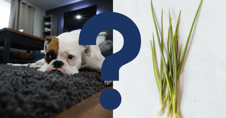 Can Dogs Eat Chives