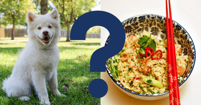 Can Dogs Eat Couscous