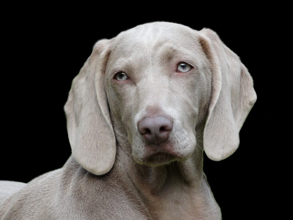 Can Dogs Eat Curry 2