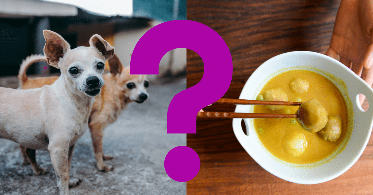 Can Dogs Eat Curry