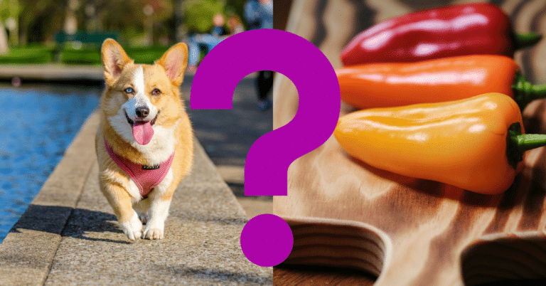 Can Dogs Eat Sweet Peppers