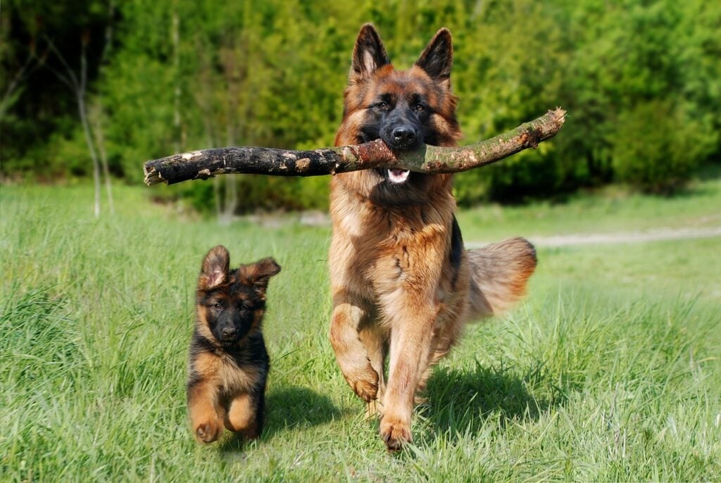 Can Dogs Eat Bone Marrow 2