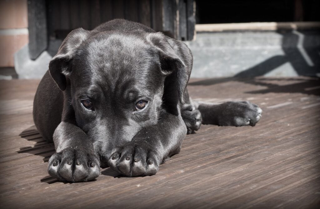 Can Dogs Eat Capers 2