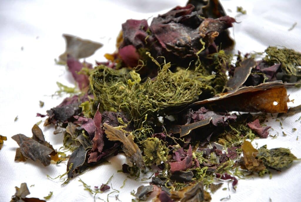 Can Dogs Eat Dried Seaweed 1