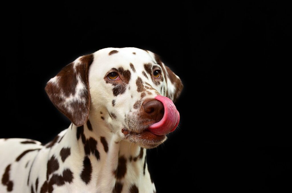 Can Dogs Eat Dried Seaweed 2