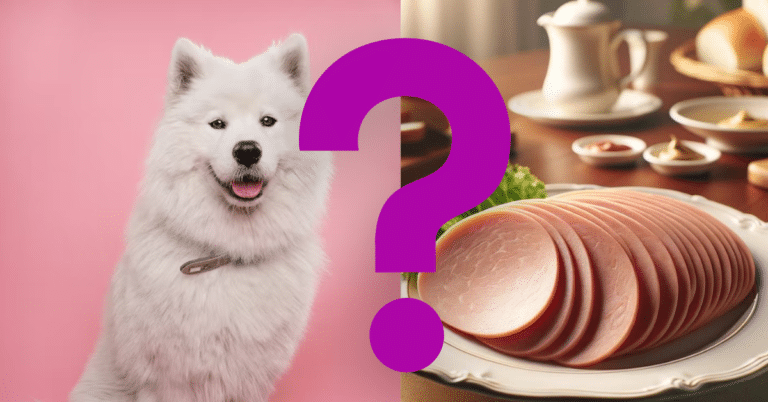 can dogs eat bologna A Vet’s Opinion
