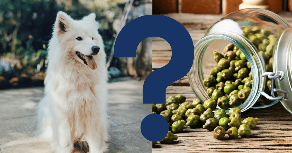 can dogs eat capers A Vet’s Opinion