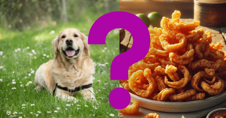 can dogs eat chicharrones A Vet’s Opinion