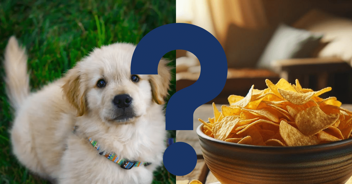 can dogs eat corn chips A Vet’s Opinion