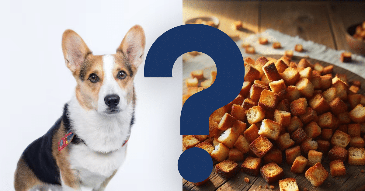can dogs eat croutons A Vet’s Opinion