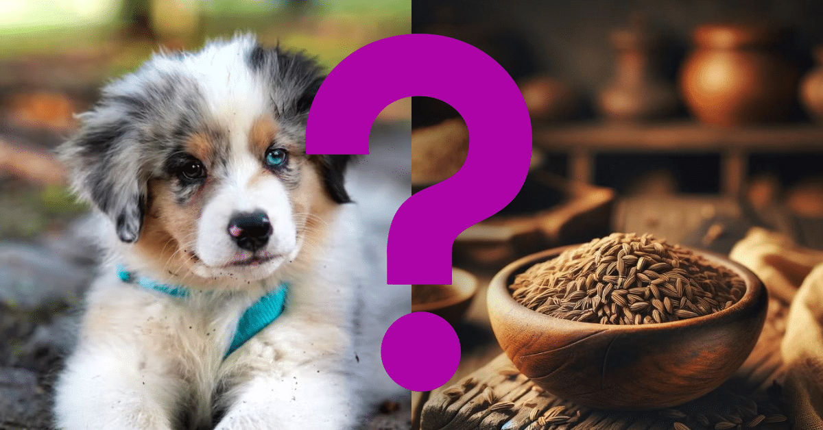 can dogs eat cumin A Vet’s Opinion