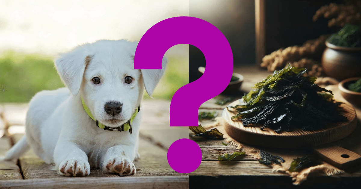 can dogs eat dried seaweed A Vet’s Opinion