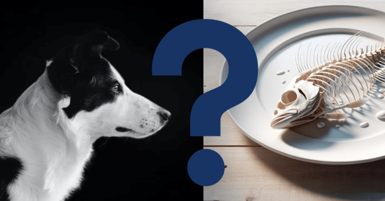 can dogs eat fish bones A Vet’s Opinion