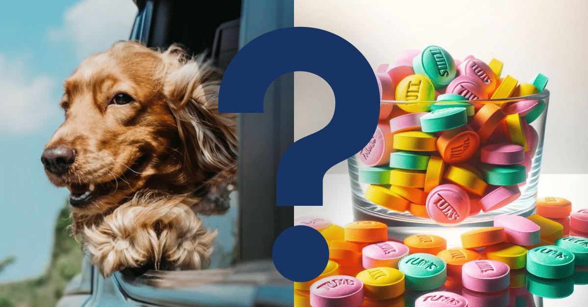 can dogs eat tums A Vet’s Opinion