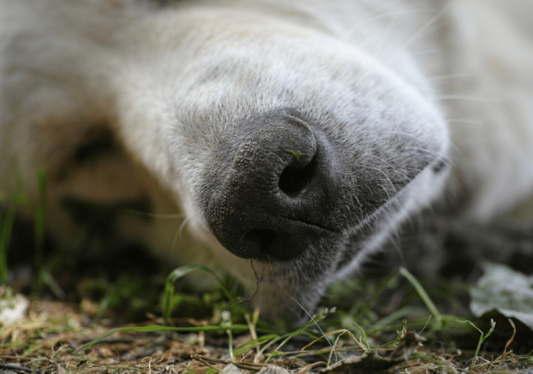 My Dog Has Gastritis Due To Dental Problems. What To Do?
