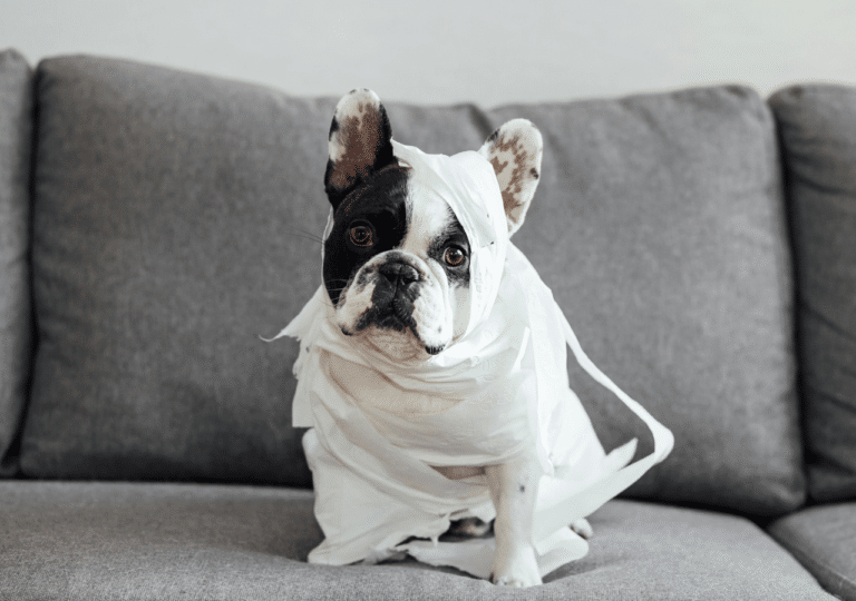 My Dog Loses Weight During Acute Diarrhea. What To Do?