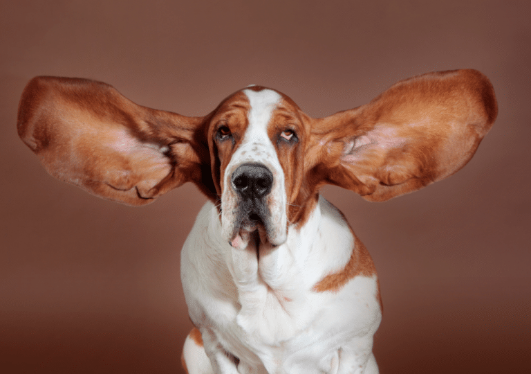 My Dog Smells Like Fungus. What To Do?