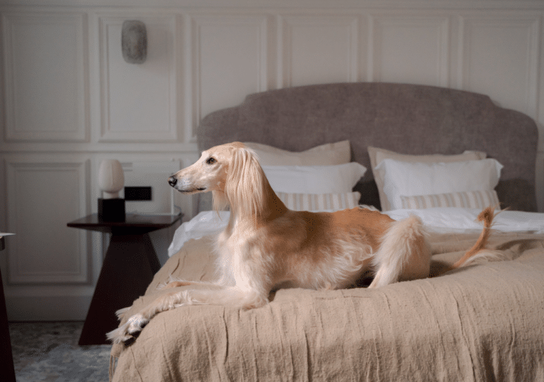 My Dog Can’t Run. What To Do?