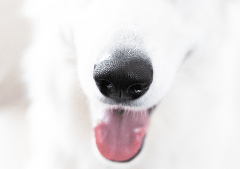 My Dog Has Bleeding Gums. What To Do?