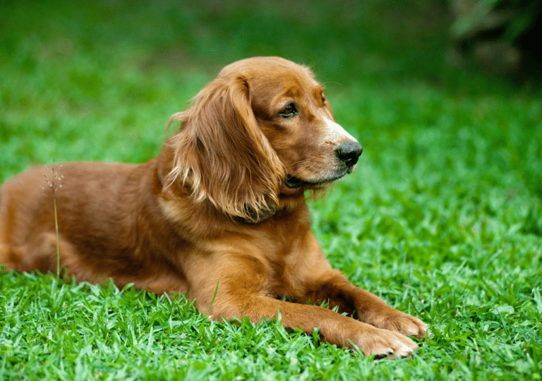 My Dog Has Bad Breath Due To Dental Problems. What To Do?