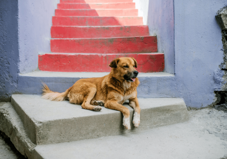 My Dog Has Joint Inflammation. What To Do?