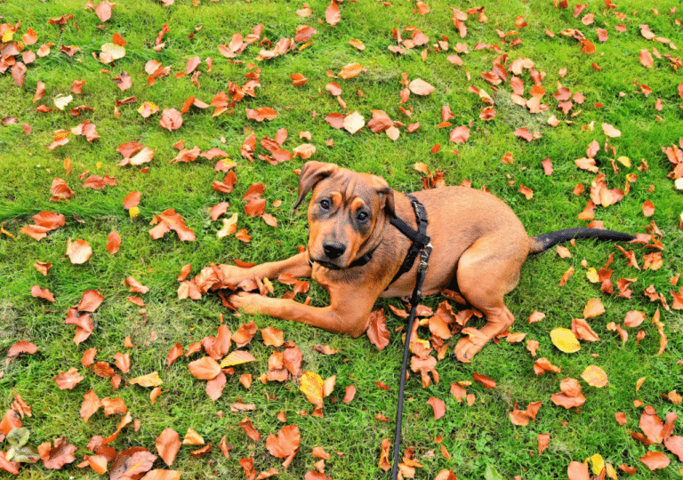 My Dog Is Losing Weight. What To Do?