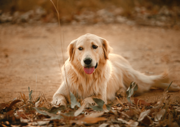 My Dog Has No Appetite. What To Do?