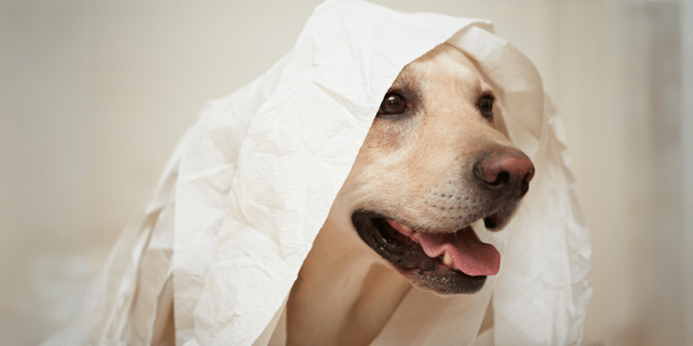 Limpieza Dental en Perros: Guía Completa por un Veterinario Especialista