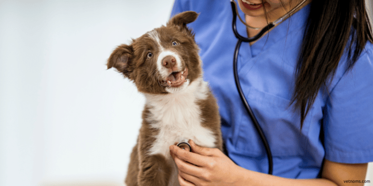 Condroprotectores para Perros: ¿Por Qué Son Importantes? Y Cual Recomiendan los Expertos